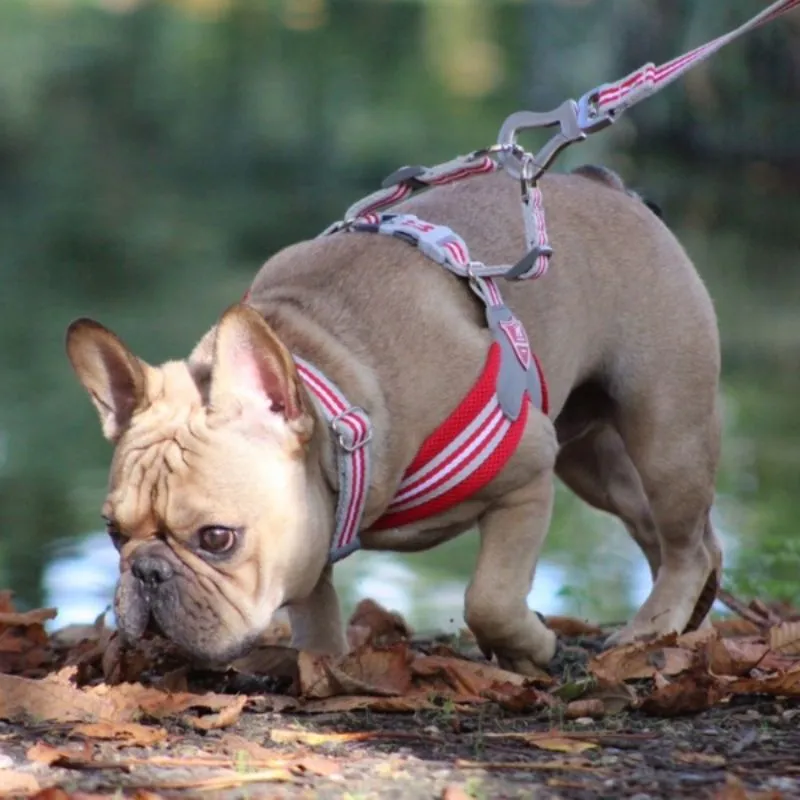 Red Stripe Dog Harness