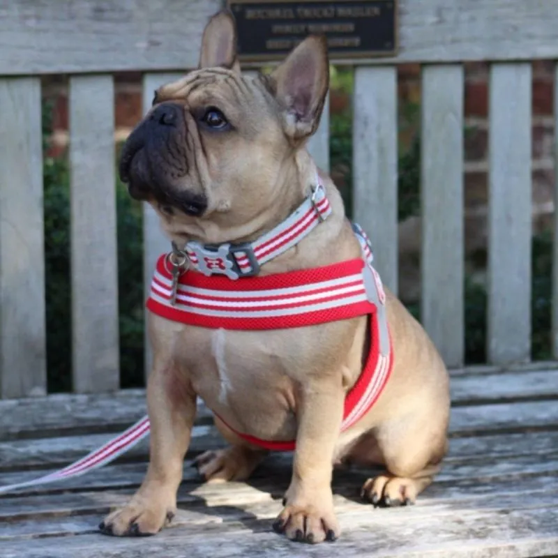 Red Stripe Dog Harness