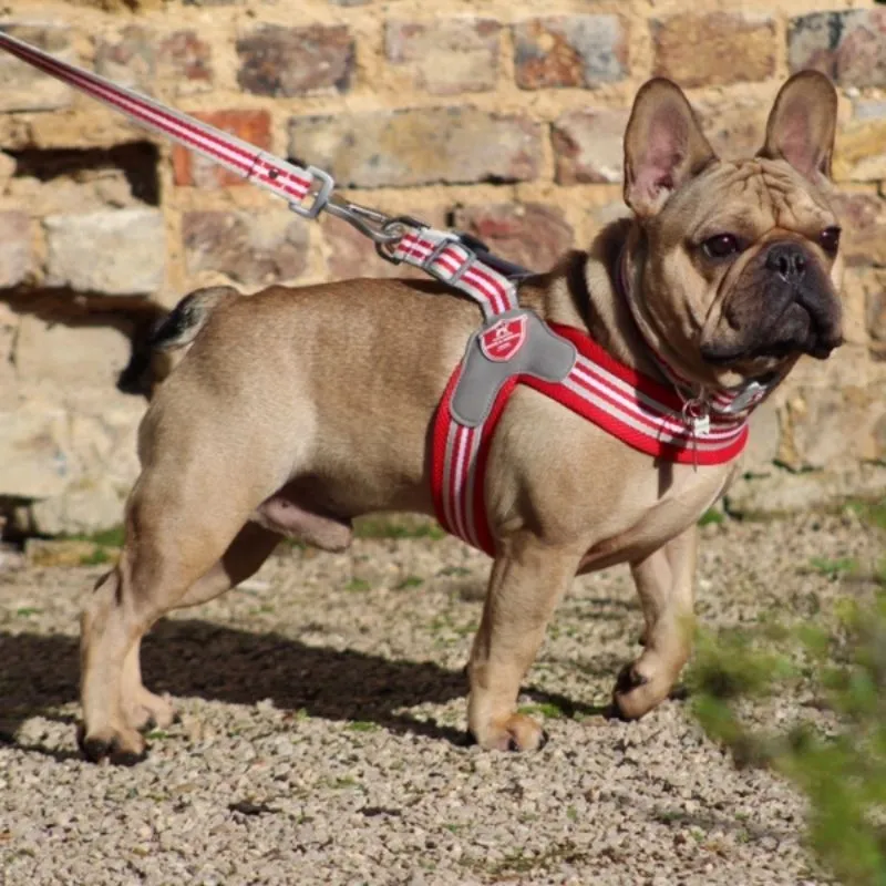 Red Stripe Dog Harness
